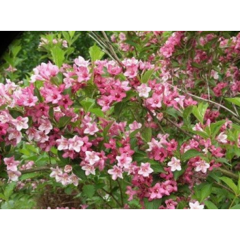 KRZEWUSZKA WEIGELA - sadzonki 20 / 30 cm